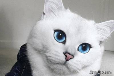 Երկնագույն աչքերով կատուն համացանցի աստղ է դարձել